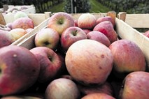 Cene na tržnici: jabolka za zavitek 0,80