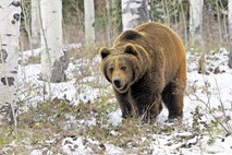 Državni svet s predlogom zakona o odstrelu medvedov in volkov