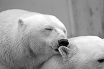 Zaradi vpliva človeka vedno več kanibalizma med arktičnimi severnimi medvedi