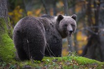 Društvo za zaščito živali Ljubljana nasprotuje predlogu državnega sveta za odstrel zveri