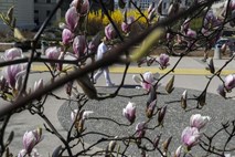 #fotogalerija Pomlad v (skoraj) prazni Ljubljani