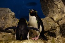 #video Kako se zabava pingvin v čikaškem akvariju
