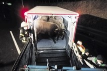 Primorsko avtocesto ohromil prevrnjeni tovornjak s 30 biki