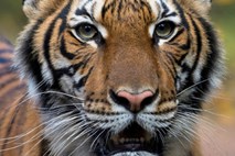 V živalskem vrtu v New Yorku z novim koronavirusom okužen tiger