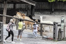 Živalski vrt odprl vrata: Med živali po posebnem režimu