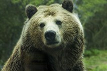 V Italiji se je v past ujel pobegli medved slovenskega porekla