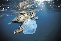Želve pojedo 8 ton plastike
