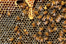 Albanskim čebelam pandemija koronavirusa koristi