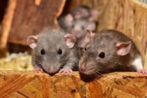 Podgane v obdobju koronavirusa bolj agresivne pri iskanju hrane