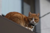 Na Dunaju se zaradi padca z okna vsak dan poškoduje 15 mačk