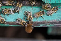 Na Hrvaškem preiskava zaradi pomora približno 50 milijonov čebel