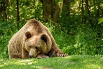 Na severovzhodu Italije medved napadel očeta in sina