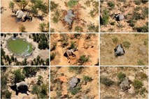 V Bocvani skrivnostno umrlo več kot 350 slonov