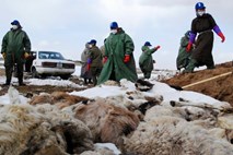 V Mongoliji se bojijo izbruha bubonske kuge