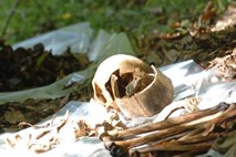 V Kočevskem rogu odkrili še eno množično grobišče