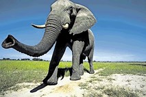 Skrivnostni pogini slonov