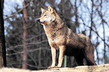 V Nemčiji prvič prisoten volk iz Slovenije oz. Hrvaške 