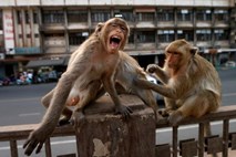 #video Lačne in pohotne opice zavzele tajske ulice