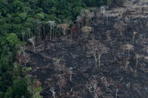 V brazilski Amazoniji julija kljub prepovedi več požarov kot lani 