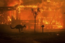 Grozljivi podatki Svetovnega sklada za naravo: avstralski požari prizadeli tri milijarde živali