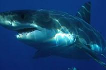 V Avstraliji že sedmi napad morskega psa letos s smrtnih izidom