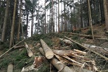 Zadnje neurje povzročila precej škode v  gozdovih na območju Laškega