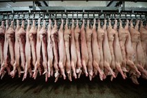 Kitajska je zaradi prašičje kuge prepovedala uvoz nemške svinjine