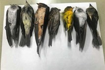Množičen pogin ptic selivk na zahodu ZDA: Česa takega še nismo videli