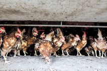 Ptičja gripa izbruhnila na puranji farmi na Hrvaškem