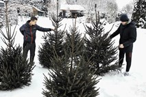 Božična drevesa dostavljajo tudi na dom