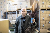 Jože Žgur, direktor zadružne trsnice Vrhpolje¸: Krčenje vinogradov v Sloveniji postaja  problem