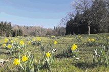 #reportaža Arboretum Volčji Potok: Park brez obiskovalcev je bil kot cvet brez čebele