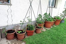 Plantellini vrtnarski nasvet: Vrt v loncih
