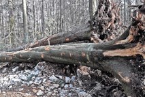 Prekomerna sečnja v Trnovskem gozdu