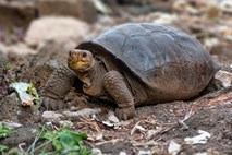 V Ekvadorju potrdili odkritje vrste želve, ki so jo imeli za izumrlo