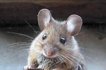 Število  obolelih za mišjo mrzlico  v Sloveniji se izredno hitro zvišuje