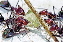 Prepričajmo mravlje, da zapustijo naš dom