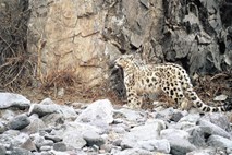 Živinoreja ogroža obstoj snežnih leopardov