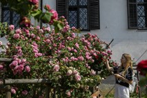 (Nedeljski dnevnik) Pod senco največje vrtnice v Evropi