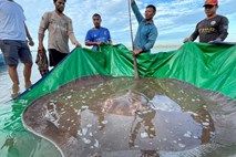 V Mekongu odkrili največjo sladkovodno ribo na svetu