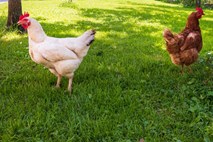 Nedeljski dnevnik: Bo po novem vsaka kokoš popisana?