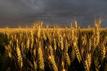 Ukrajina in Rusija podpisali sporazum o izvozu žita