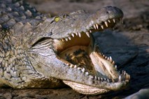 Indonezijskega najstnika med ribolovom ubil krokodil