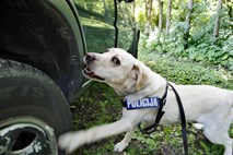 Policijski pes pri Slovencu na Hrvaškem našel skoraj kilogram amfetaminov