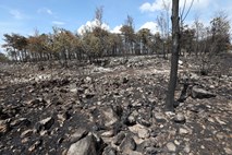 Začetek ocenjevanja škode v gospodarstvu po požaru na goriškem Krasu