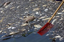 Na Poljskem iz rek odstranili že skoraj sto ton mrtvih rib
