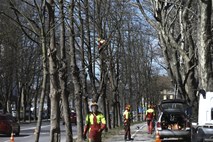 Mestno drevje: Obrezovanje platan v Topniški ulici