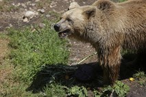 Po Želimeljski dolini se potika ranjen medved