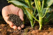 Plantellini vrtnarski nasveti: vzgojite svojo zelenjavo​