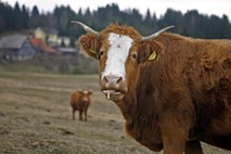 Kmetje terjajo umik novele zakona o zaščiti živali